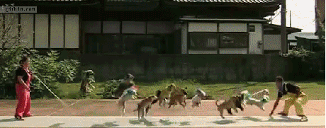 dogs skipping