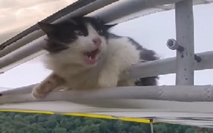 Cat flying in glider