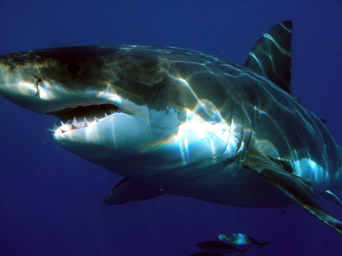 Documentary team find great white sharks like heavy-metal music