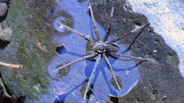 New Australian spider species officially named ‘Brian’