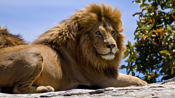 Christian ‘prophet’ mauled by lions after running at pride ‘to prove Lord’s power’