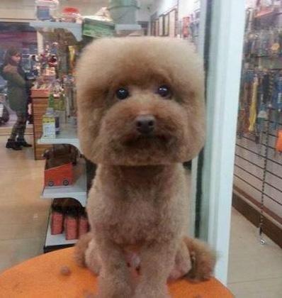 Dogs in Japan have cube-shaped hair
