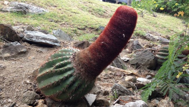 This funny cactus needs handling with care